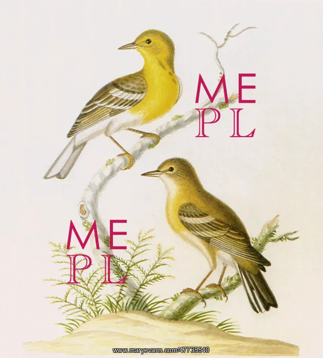  : Pine Warblers, Dendroica pinus