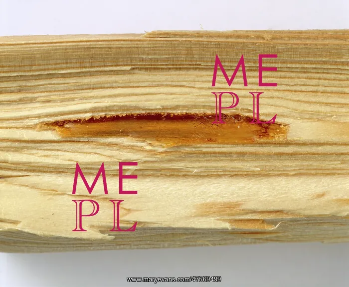 : Pine wood with resin filled cavity : Pine wood with resin filled cavity