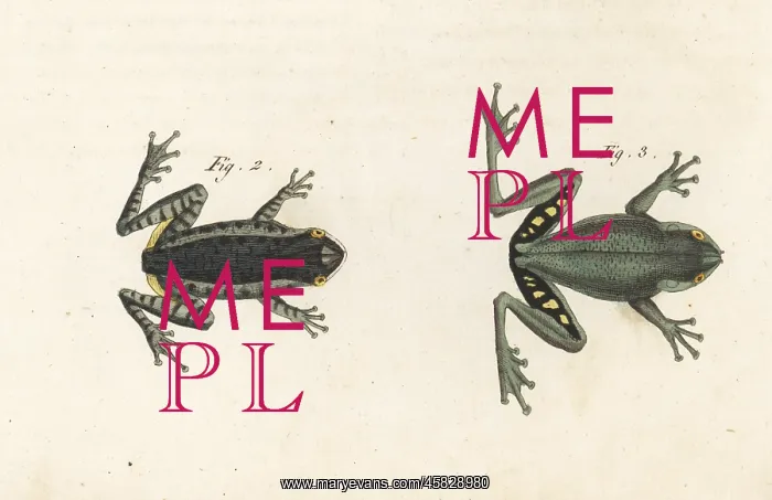: Pine woods tree frog and squirrel tree frog : Pine woods tree frog and squirrel tree frog