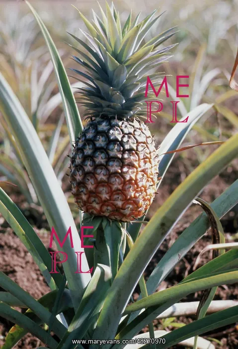 : Pineapple, 1976 : Pineapple, 1976