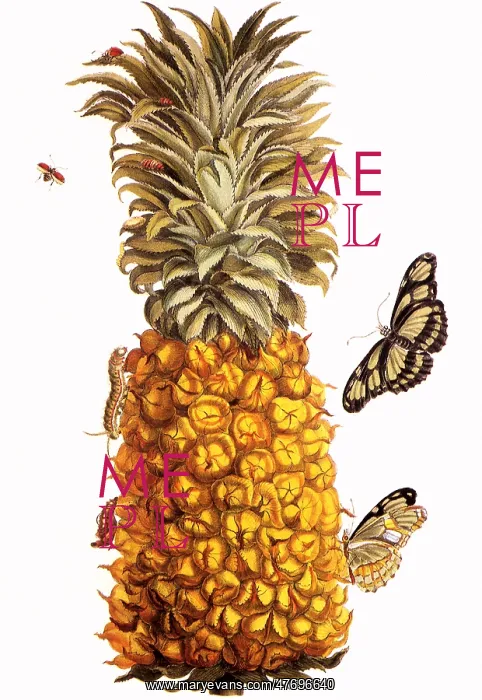 : Pineapple, Ananas comosus : Pineapple, Ananas comosus