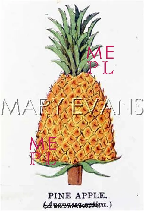  : PINEAPPLE ANANASSA SATIV