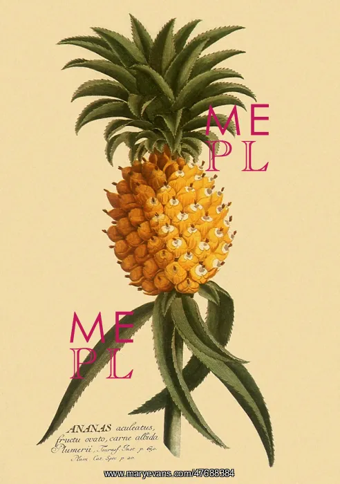  : Pineapple, Anasas comosus