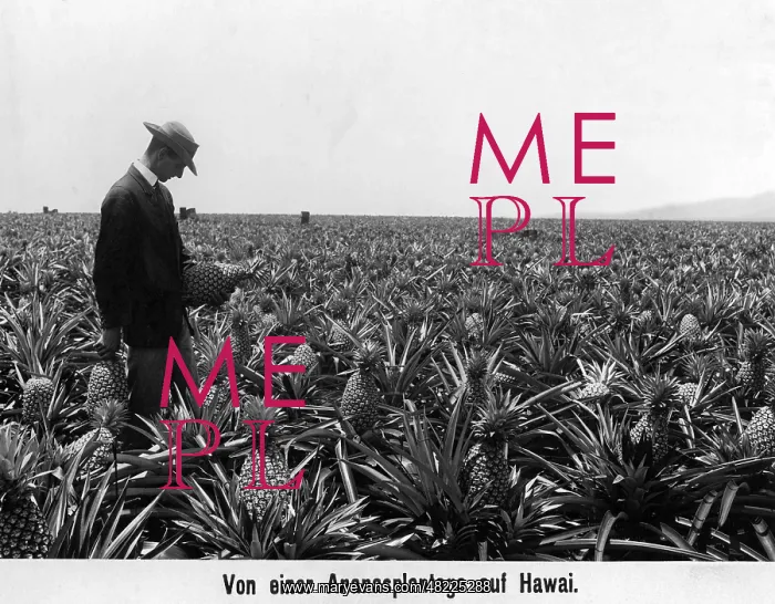 : Pineapple cultivation in Hawaii, 1910 : Pineapple cultivation in Hawaii, 1910