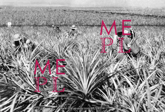 : Pineapple cultivation in Hawaii, 1919 : Pineapple cultivation in Hawaii, 1919