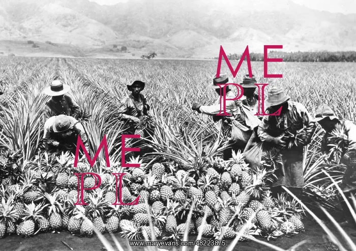 : Pineapple cultivation in Hawaii, 1920s : Pineapple cultivation in Hawaii, 1920s