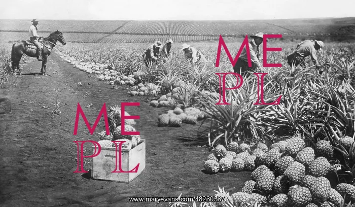 : Pineapple cultivation in Hawaii, 1926 : Pineapple cultivation in Hawaii, 1926