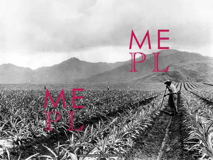 : Pineapple cultivation in Hawaii, 1928 : Pineapple cultivation in Hawaii, 1928