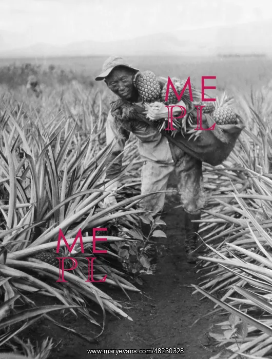 : Pineapple cultivation in Hawaii, 1928 : Pineapple cultivation in Hawaii, 1928