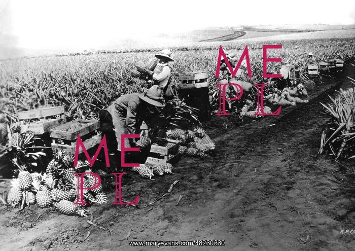 : Pineapple cultivation in Hawaii, 1928 : Pineapple cultivation in Hawaii, 1928