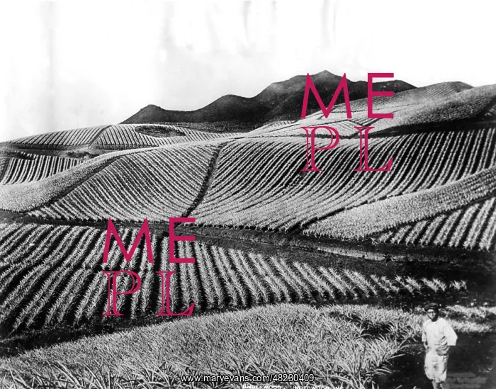 : Pineapple cultivation in Hawaii, 1928 : Pineapple cultivation in Hawaii, 1928