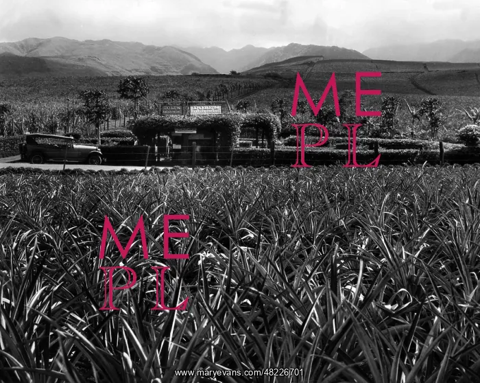 : Pineapple cultivation in Hawaii, 1931 : Pineapple cultivation in Hawaii, 1931