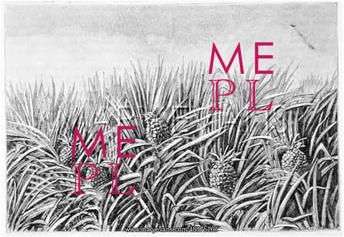 : PINEAPPLE FIELD 1883 : PINEAPPLE FIELD 1883