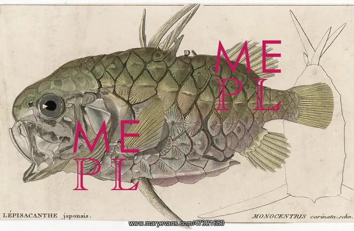 : A PINEAPPLE FISH : A PINEAPPLE FISH