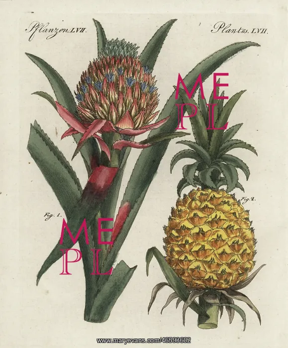 : Pineapple flower and fruit, Ananas comosus : Pineapple flower and fruit, Ananas comosus