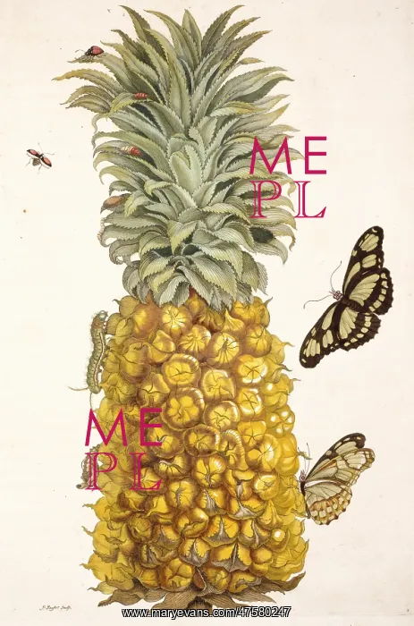 : Pineapple with insects : Pineapple with insects