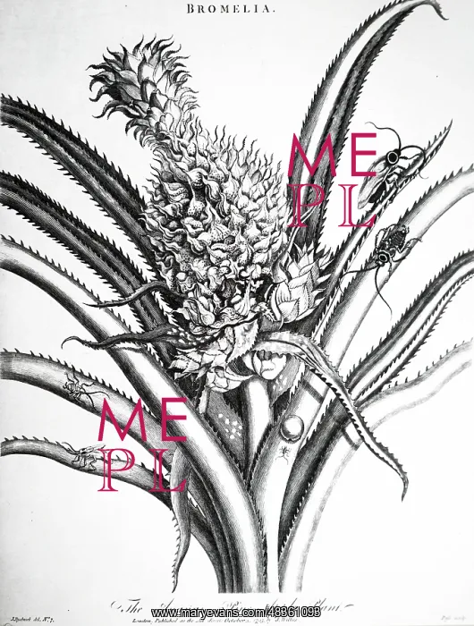 : Pineapple and insects. This engraving is based : Pineapple and insects. This engraving is based