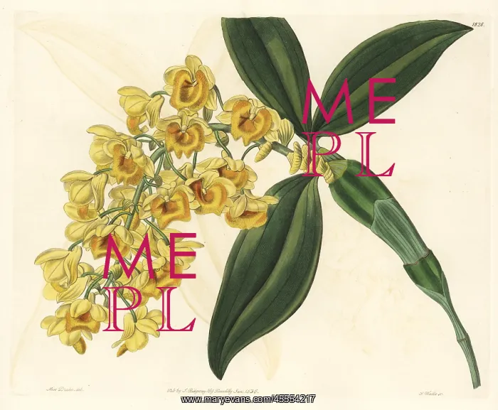 : Pineapple orchid, Dendrobium densiflorum : Pineapple orchid, Dendrobium densiflorum