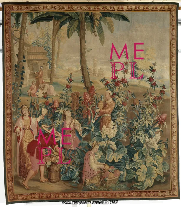 : Pineapple picking : Pineapple picking