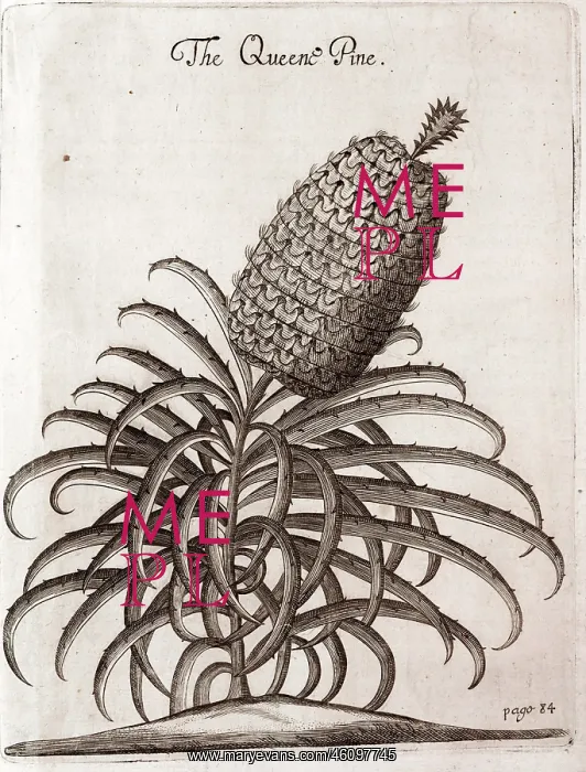 : A pineapple plant : A pineapple plant
