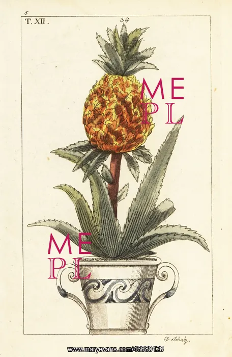 : Pineapple plant, Ananas comosus : Pineapple plant, Ananas comosus