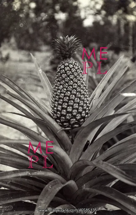 : Pineapple plant - Malaysia : Pineapple plant - Malaysia