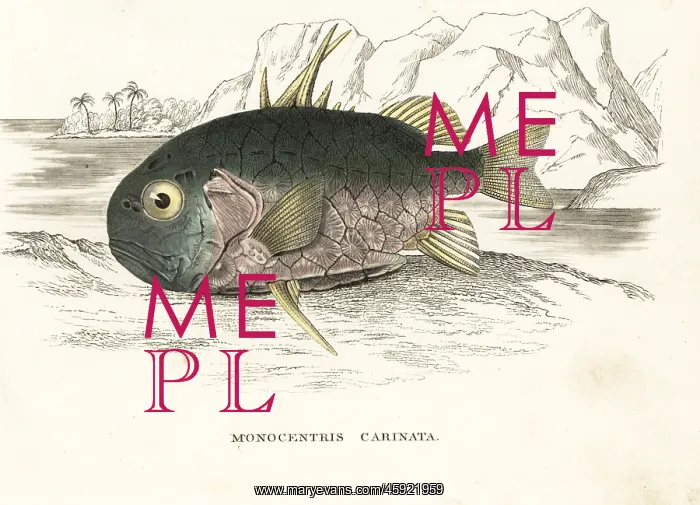 : Pinecone fish, Monocentris japonica : Pinecone fish, Monocentris japonica