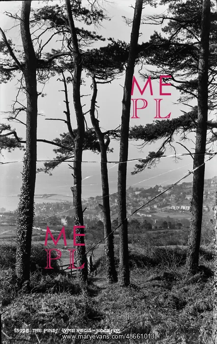 : The Pines, Lyme Regis : The Pines, Lyme Regis