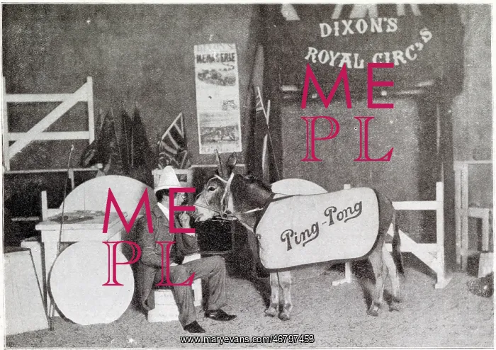 : Ping Pong the Performing Donkey 1902 : Ping Pong the Performing Donkey 1902