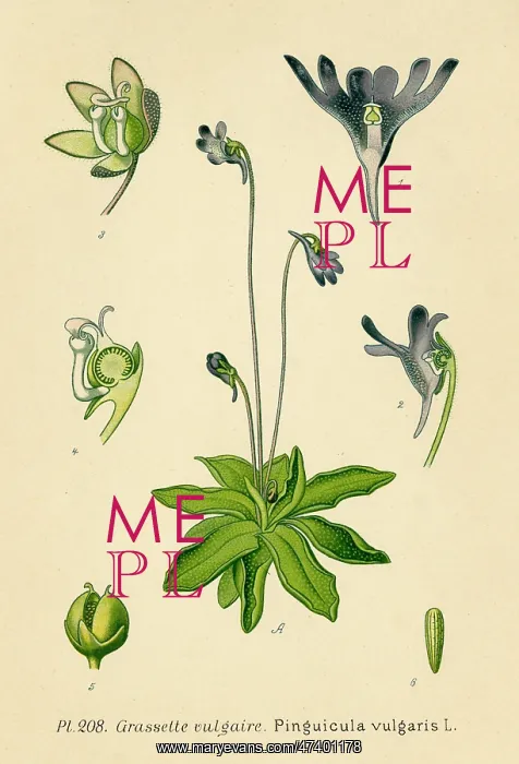  : PINGUICULA VULGARIS