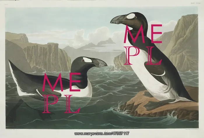 : Pinguinus impennis, great auk : Pinguinus impennis, great auk