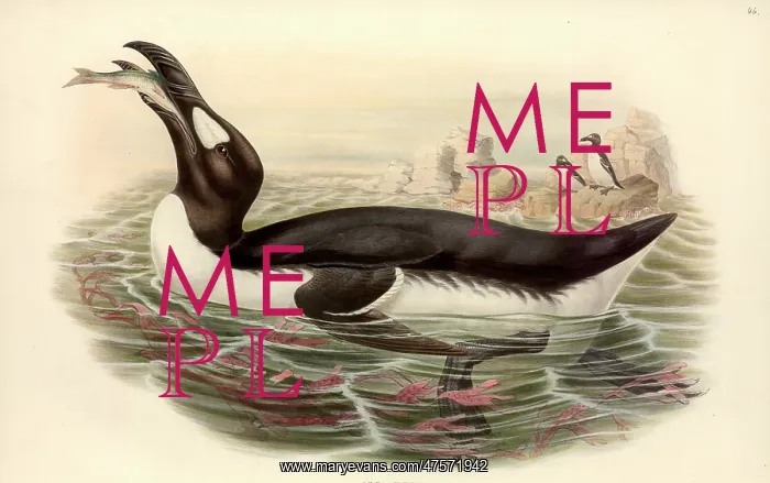 : Pinguinus impennis, great auk : Pinguinus impennis, great auk