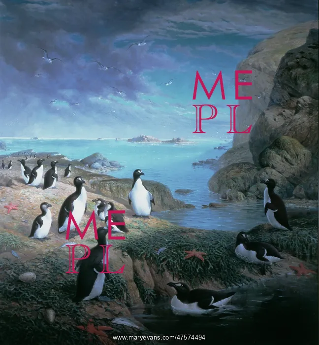 : Pinguinus impennis, great auk : Pinguinus impennis, great auk