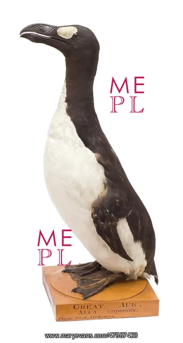 : Pinguinus impennis, great auk : Pinguinus impennis, great auk
