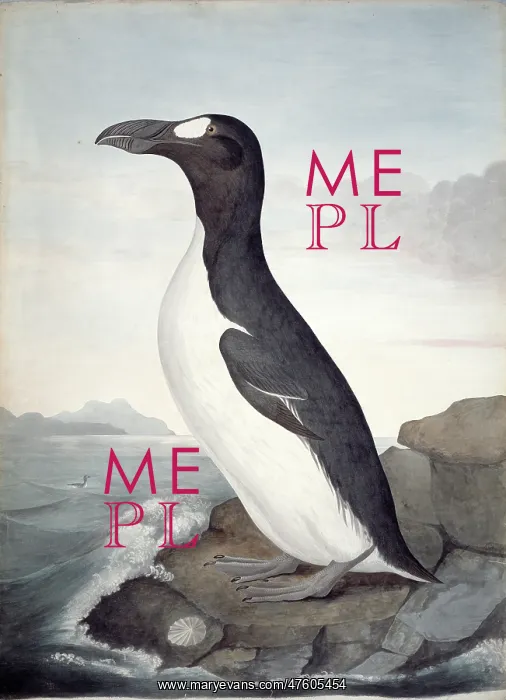 : Pinguinus impennis, great auk : Pinguinus impennis, great auk