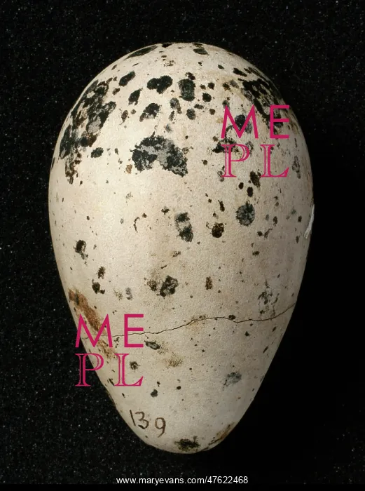 : Pinguinus impennis, great auk : Pinguinus impennis, great auk