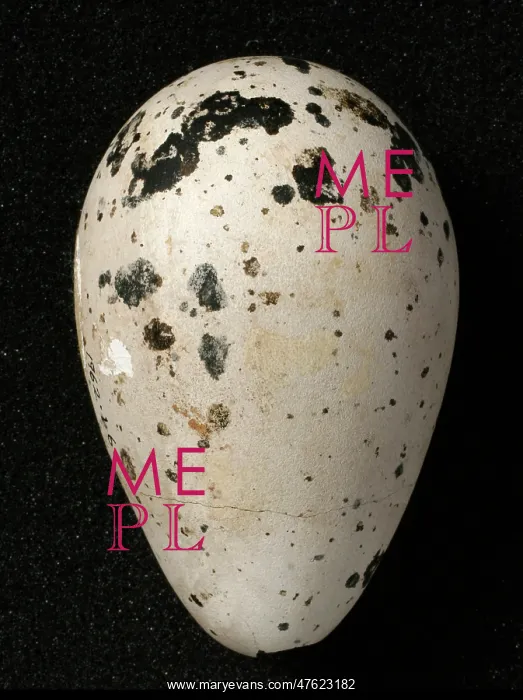 : Pinguinus impennis, great auk : Pinguinus impennis, great auk