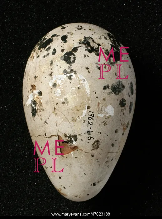 : Pinguinus impennis, great auk : Pinguinus impennis, great auk