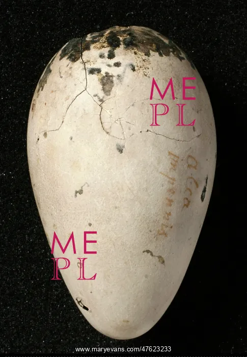 : Pinguinus impennis, great auk : Pinguinus impennis, great auk