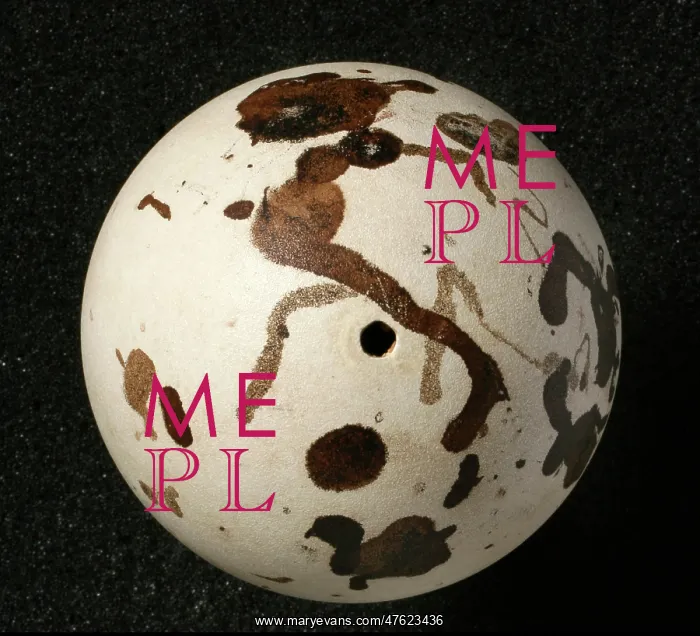 : Pinguinus impennis, great auk : Pinguinus impennis, great auk