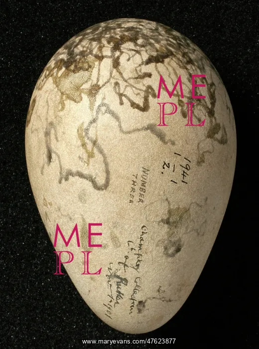 : Pinguinus impennis, great auk : Pinguinus impennis, great auk