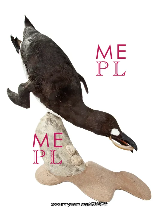 : Pinguinus impennis, Great Auk : Pinguinus impennis, Great Auk