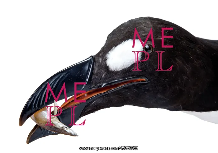 : Pinguinus impennis, Great Auk : Pinguinus impennis, Great Auk