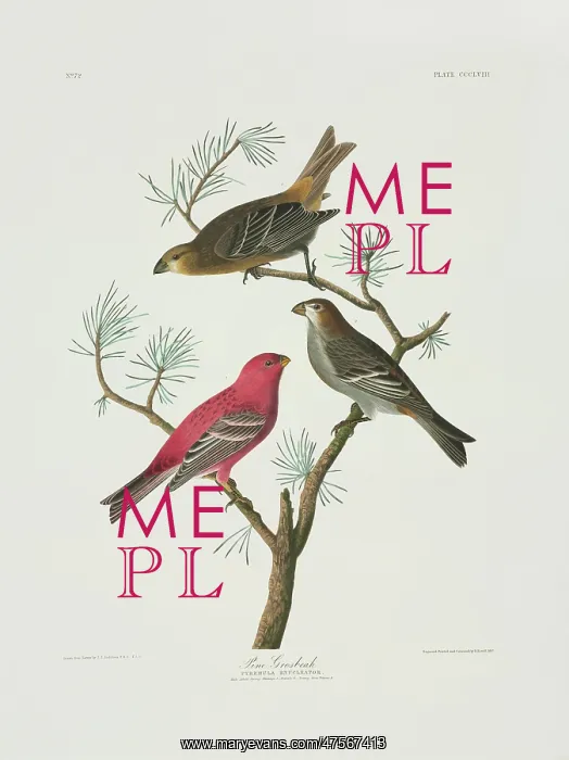 : Pinicola enucleator, pine grosbeak : Pinicola enucleator, pine grosbeak