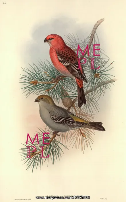 : Pinicola enucleator, pine grosbeak : Pinicola enucleator, pine grosbeak