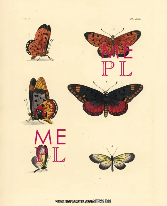 : Pink acraea, large spotted acraea and yellow clearwing : Pink acraea, large spotted acraea and yellow clearwing