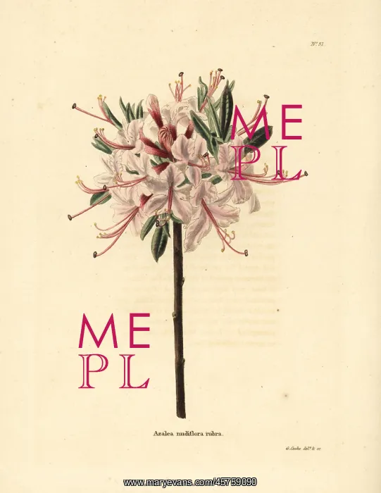 : Pink azalea, Azalea nudiflora rubra : Pink azalea, Azalea nudiflora rubra