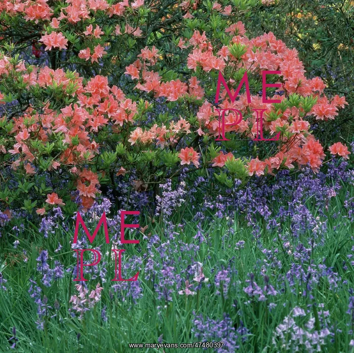 : Pink Azaleas and Wild Hyacinth : Pink Azaleas and Wild Hyacinth