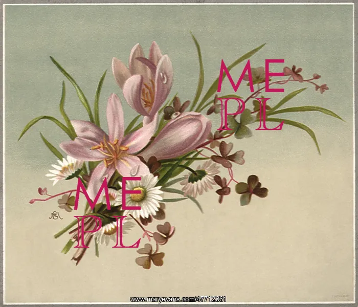  : Pink Blooms and Daisies