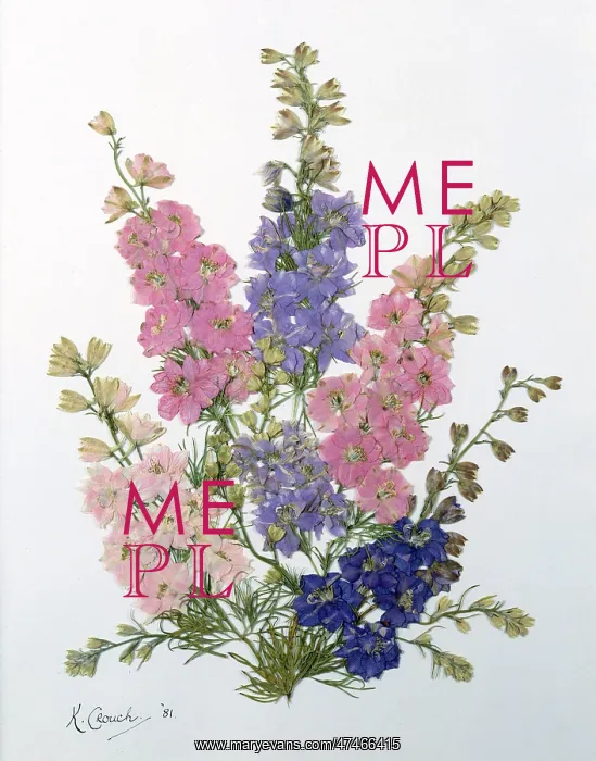 : Pink and Blue Larkspur : Pink and Blue Larkspur